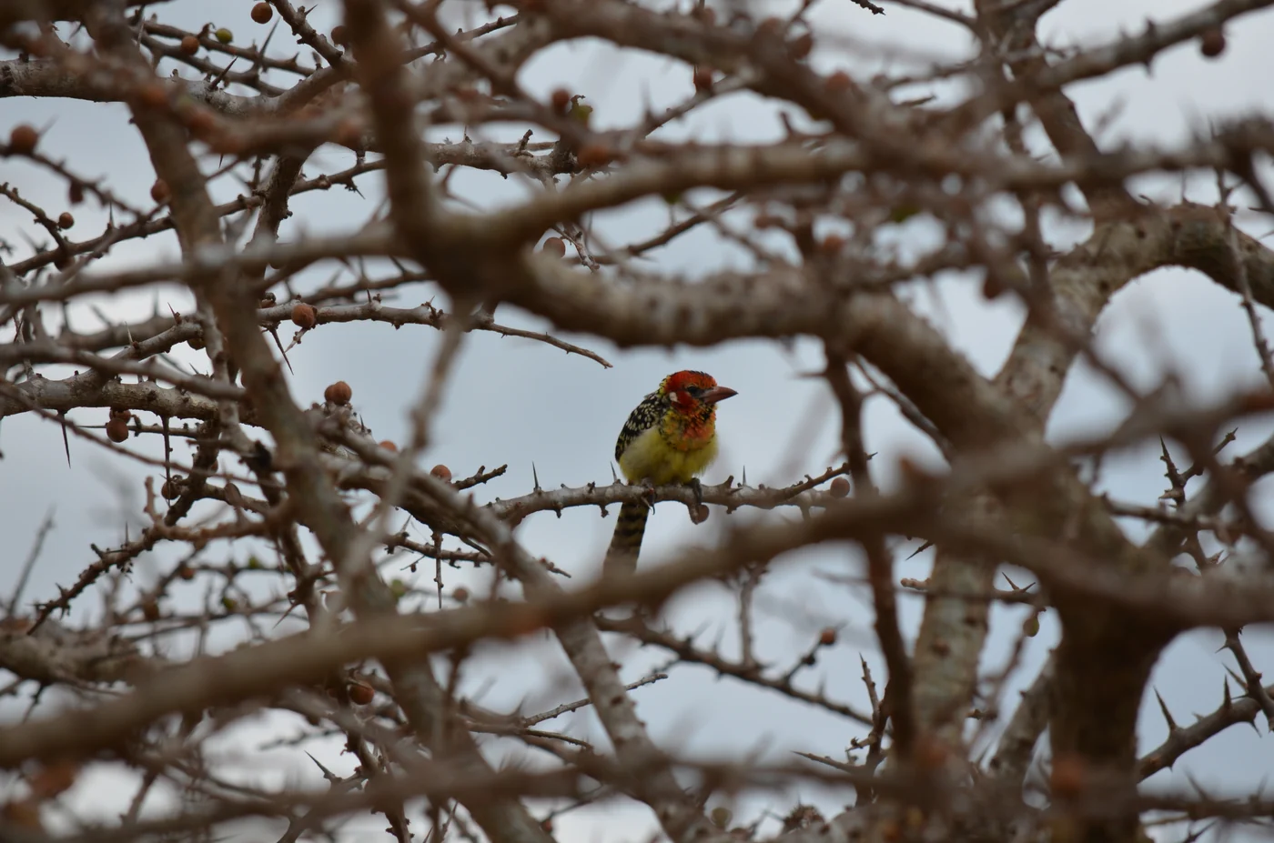 Bird Watching