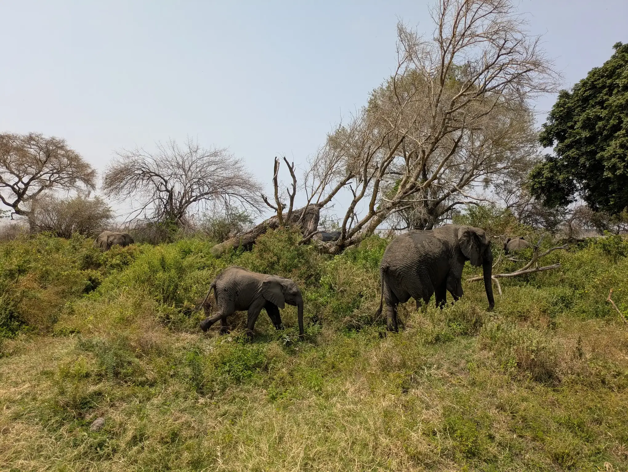 Lake Manyara National Park