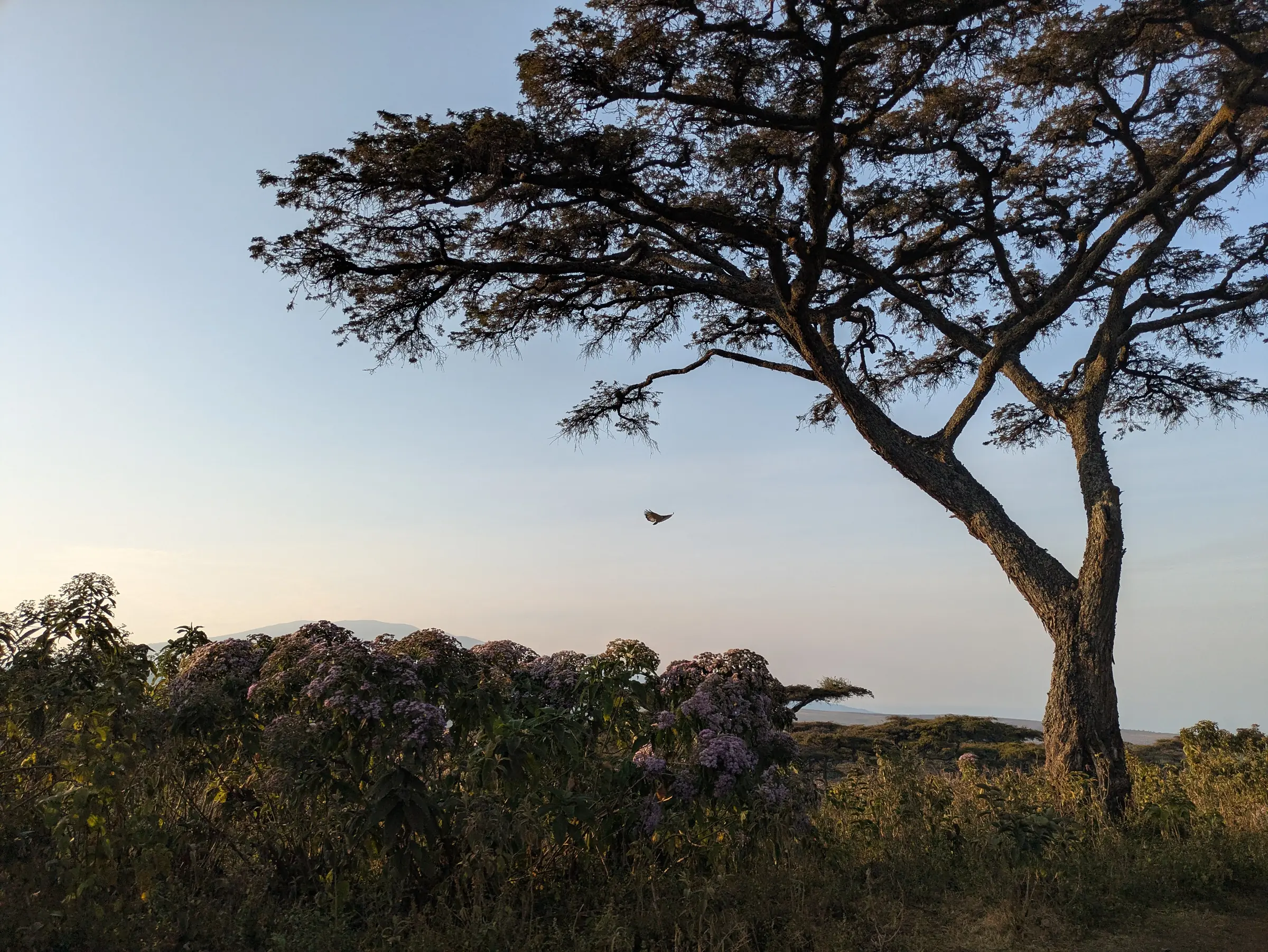Acacia woodland on the Maasai highlands at first light